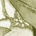 16TOPG